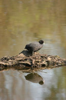 Coot(Fulica atra) Low Barns Nature Reserve, County Durham.